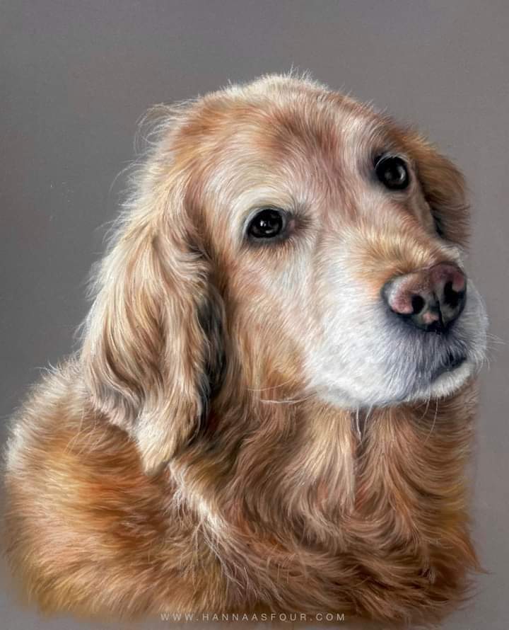 Artist Hanna Asfour 
Harmony the Golden Retriever 
Pastel Pencils on Pastelmat.