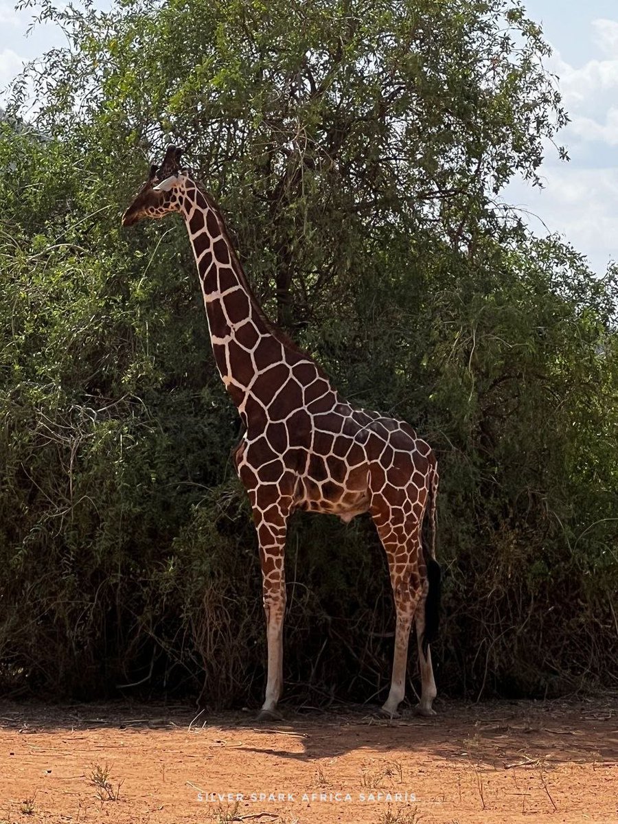 Standing tall at Samburu National Reserve. 

📸 Giraffe 
#Kenya #gamedrive #wildebeestmigration #maasaimara #travelguides #SilverSparkAfrica  #instatravel #travelgram #traveling #Safaritours #Safariworld #Wildbeestmigration #Vaccation #canonphotography #nature #ventureout