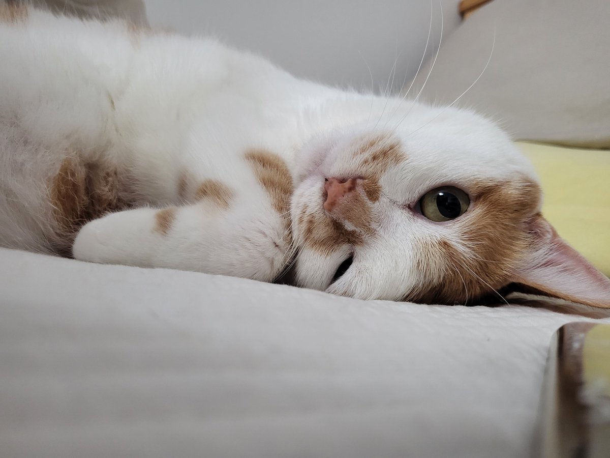 잠자는거 몰래 찍다 걸림