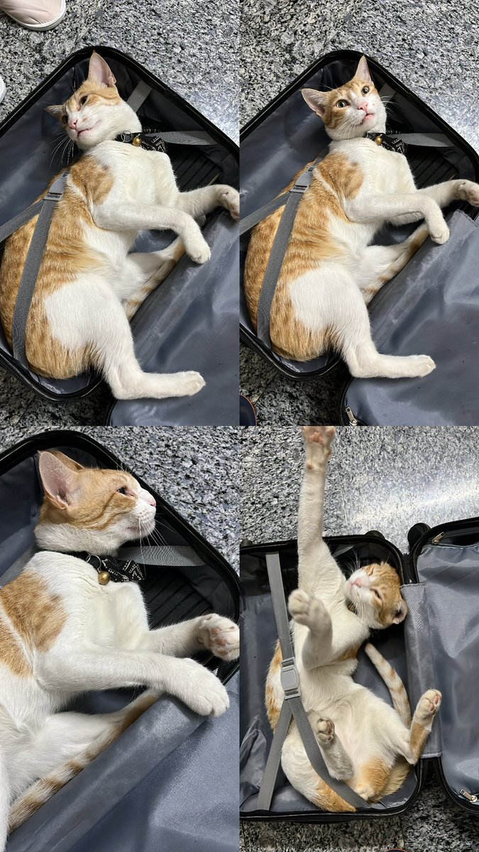 GM! 
I’m not allowed to travel alone anymore I guess. 😵‍💫