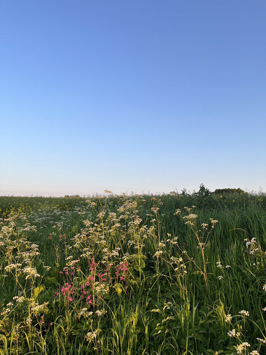 All in one dog walk ……
#sunsetphotography #Norfolk #openskies #andbreathe #slowyoudown with #slowyoudownwellbeing #calming #mindful #visitnorfolk #nature #timetorelax #eastanglia  #lovenorfolk