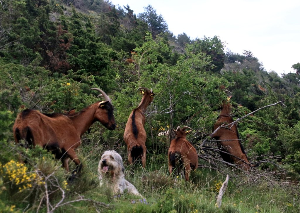 coopyrene's tweet photo. La carn de cabrit és de les menys consumides a Catalunya, però els ramats de cabres fan una contribució inestimable a la gestió del sotabosc i la prevenció d'incendis, perquè el que agrada a la cabra són arbustos i arbres.
Aquí us deixem una recepta fàcil de cabrit al forn! https://t.co/FrQ3TUAEKi