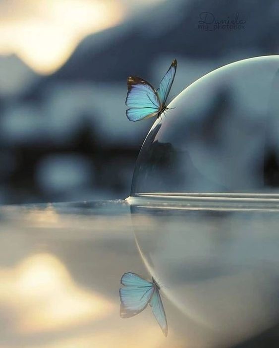 어떤 독이 다른 독에 의해 쫓겨나듯이.. 사랑은 다른 사랑에 의해 다스려진다. - 프라이든