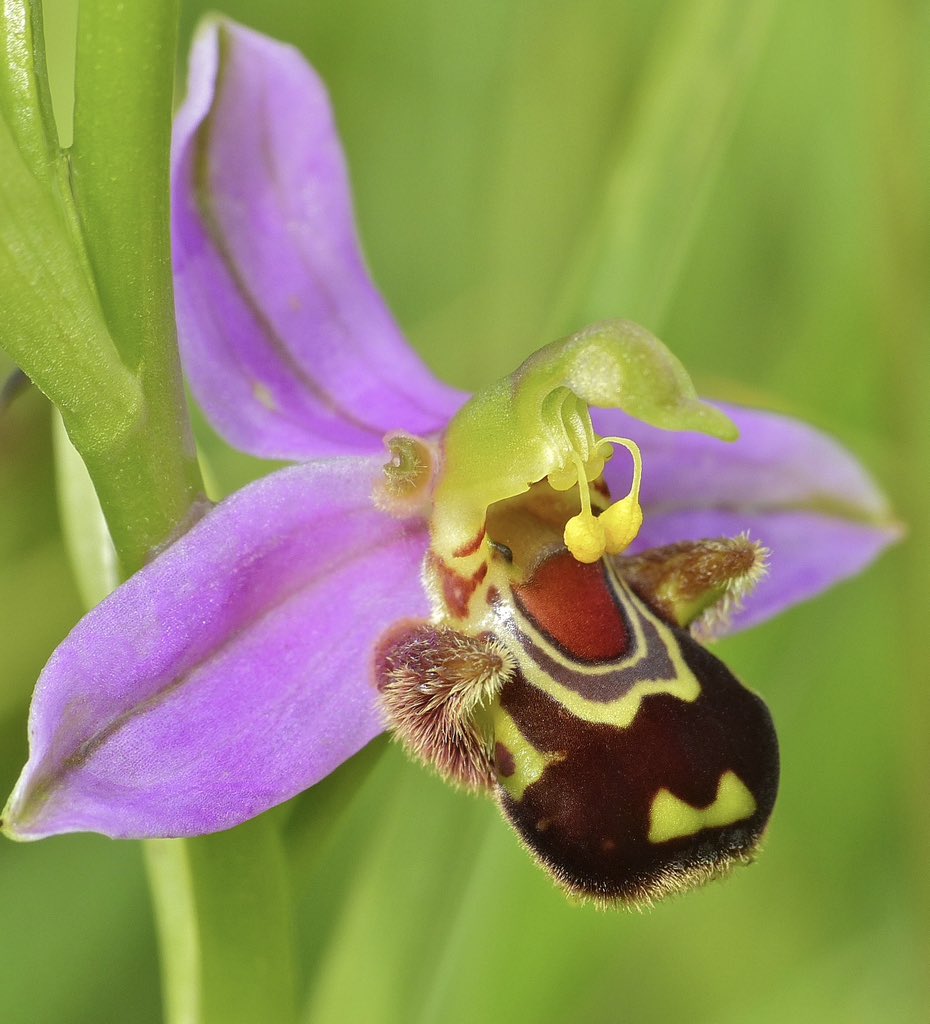 sciencegirl's tweet photo. The bee orchid (Ophrys apifera) exemplifies sexually deceptive pollination and floral mimicry 

The flowers release allomones that mimic the scent of a female bee, the labellum of the flower further fools the male bee visually

Male E. longicornis bees mistake the orchid's flowers for females, attempting to mate with them. During this pseudocopulation pollen transfer is completed 

📸 Bernard DUPONT
