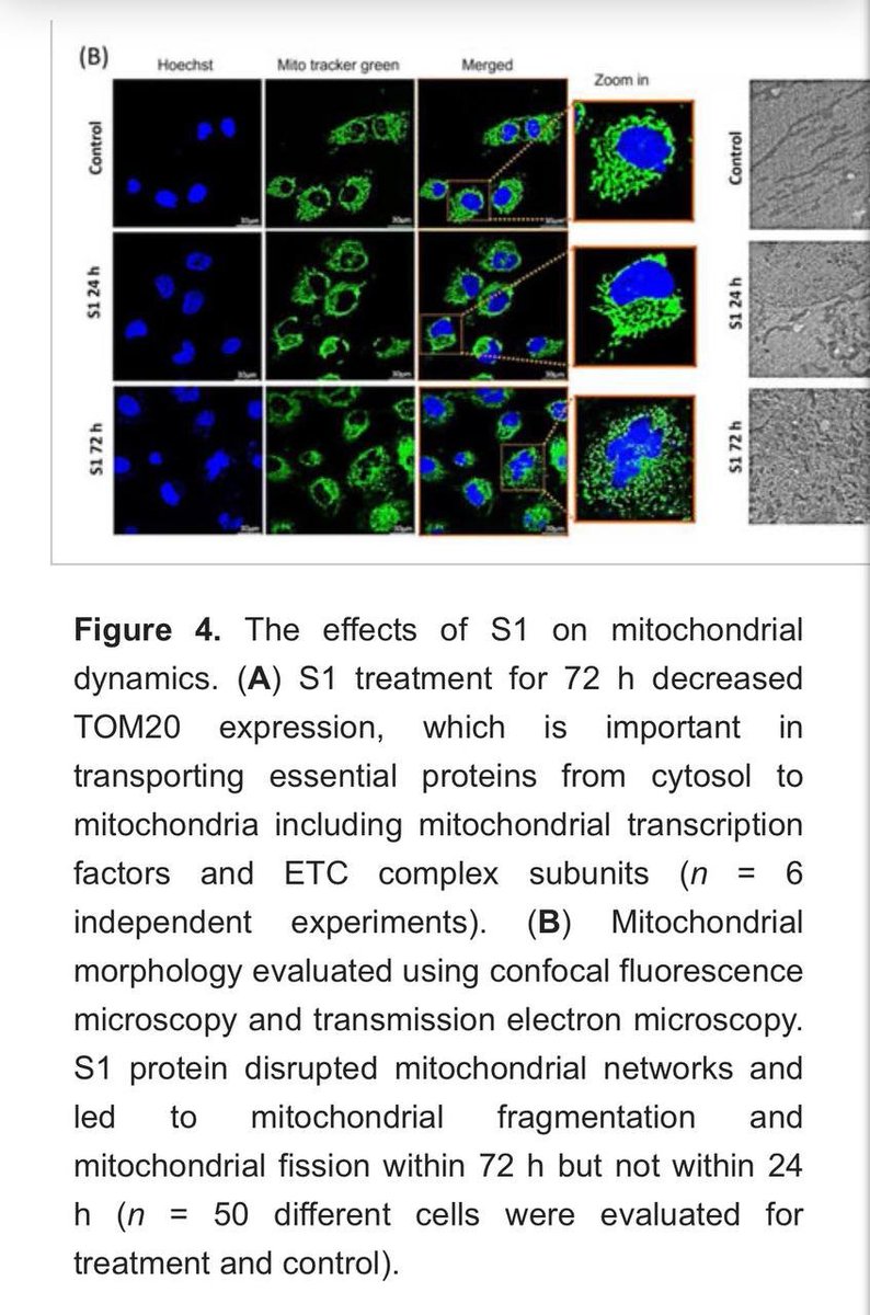 This data is I think one of the most important findings in ME/CFS and ME/CFS-like long Covid research

It shows that the S1 spike protein subunit can cause mitochondrial fragmentation, part of the 'mitochondrial pathogen response'

mdpi.com/2073-4409/12/6…