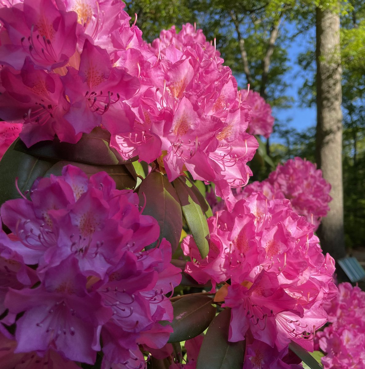 rhododendron 
blooms
exploding smiles

redolent ecstasy 
of bumblebees
off to work

#vss365 #redolent