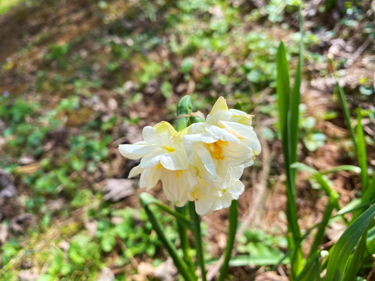 TealSeptember's tweet photo. Enjoying all the beautiful spring flowers. #Daffodils #springtime #NorthCarolina #mountains #appalachianmountains #blueridgemountains #spring #blooms #flowers #flower #spring_weather #outdoors #nature #SpringVibes #springflowers #plants #tree #trees #myflowers2023 #daffodil #nc https://t.co/NviAh1Zf4f
