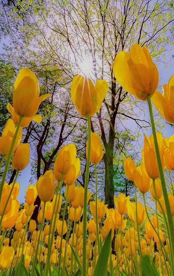 Beautiful lyellow tulips 💛

#WonderfulWeekend 
#wonderfulworld
#nature 
#NatureBeauty