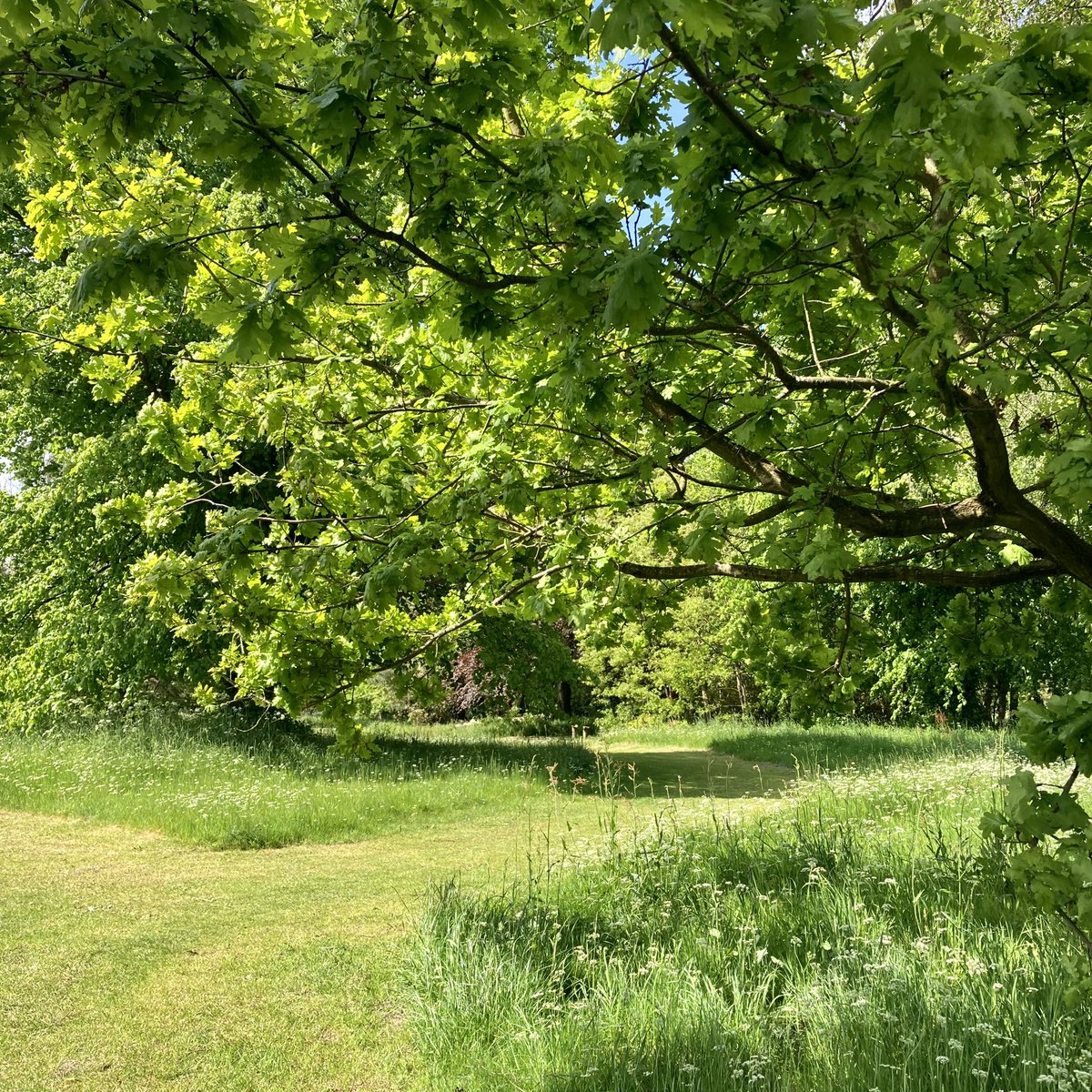 janebottery's tweet photo. Good to see that it looks like the grass is being left a little longer on my local common this year #hadleycommon https://t.co/1GLHH8w7gG