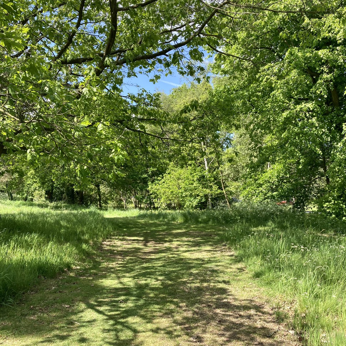 janebottery's tweet photo. Good to see that it looks like the grass is being left a little longer on my local common this year #hadleycommon https://t.co/1GLHH8w7gG