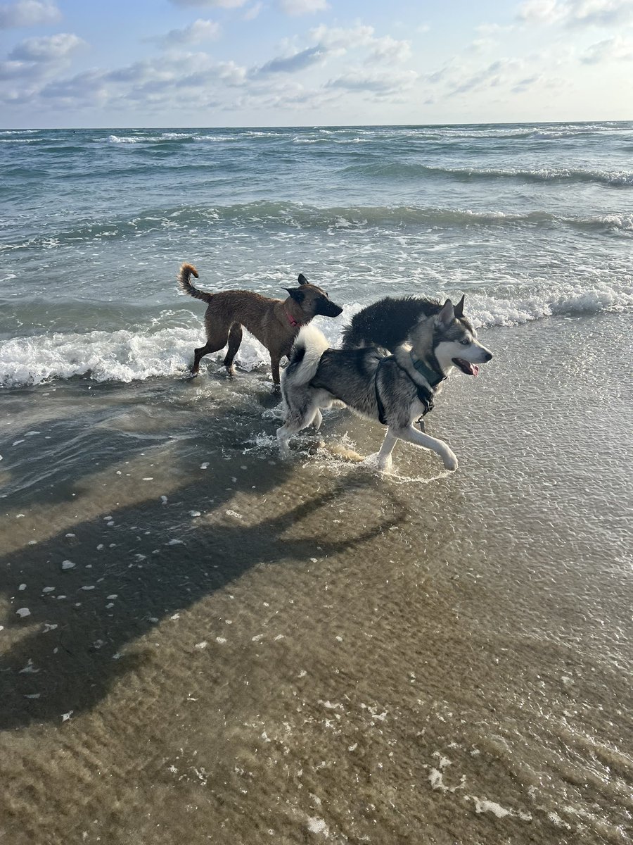 katalyst_katt's tweet image. Touching sand today for my #FitDevs &amp;amp; #FitDogs routine 🤩✨