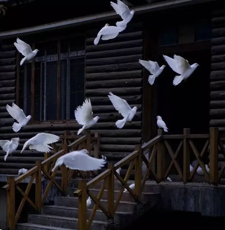 Amy74113's tweet photo. Sit and watch the flowers bloom and fall in front of the court, laugh and watch the clouds rolling and relaxing in the sky. https://t.co/zr8S7azqTw