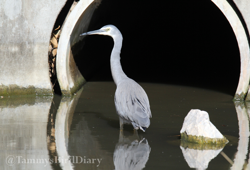 A white-faced heron at Canoe Point (Tannum Sands) recently #birds #birdtwitter #birdwatching #birding #Ozbirds #TwitterNatureCommunity #birdphotography #WildOz #BirdsSeenIn2023 #ThePhotoHour