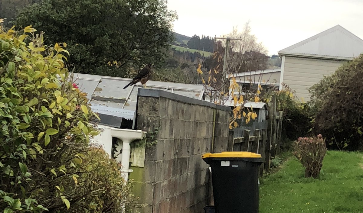 I only had an oldish cellphone on me for the photo, but I was out for a walk and saw a kārearea/ NZ Falcon on a garden (the concrete block) wall in North East Valley Dunedin.
Coolness, and an advantage of being a pedestrian most of the time.