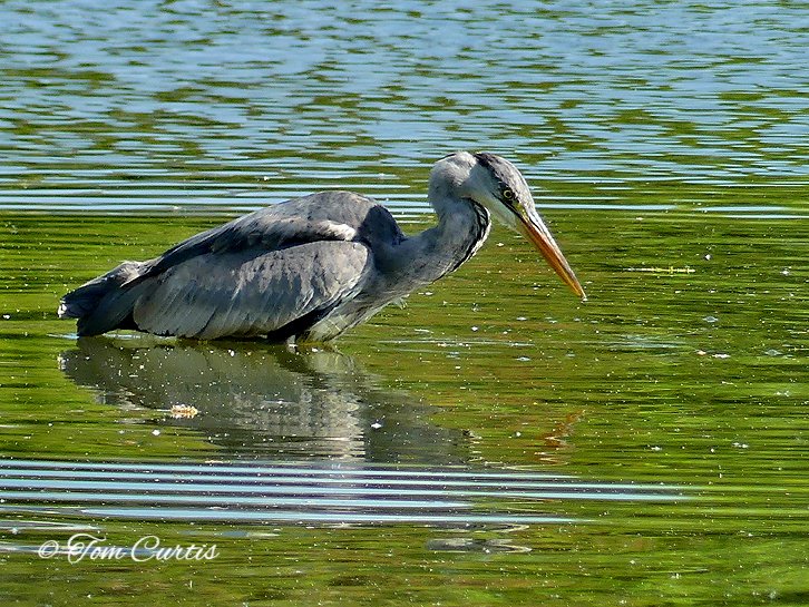 Grey Heron on a lake fishing
#photooftheday #beautiful #photography #picoftheday #nature #birds #britishbirds #countryfile #autumnwatch #rspb #wildlife #bbcspringwatch #thewildcapture #birdwatchingmagazine #thewildcapture