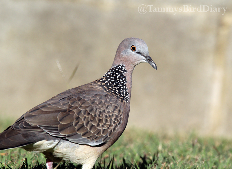 A spotted dove in my garden recently #birds #birdtwitter #birdwatching #birding #Ozbirds #TwitterNatureCommunity #birdphotography #WildOz #BirdsSeenIn2023 #ThePhotoHour