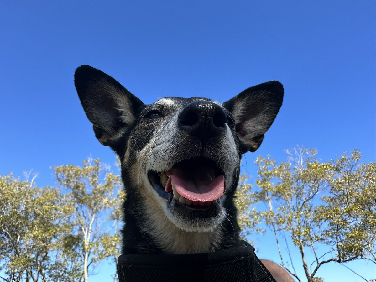 AardigOranje's tweet photo. #DogsofSokkahTwitter https://t.co/GHzFeZOYZ5