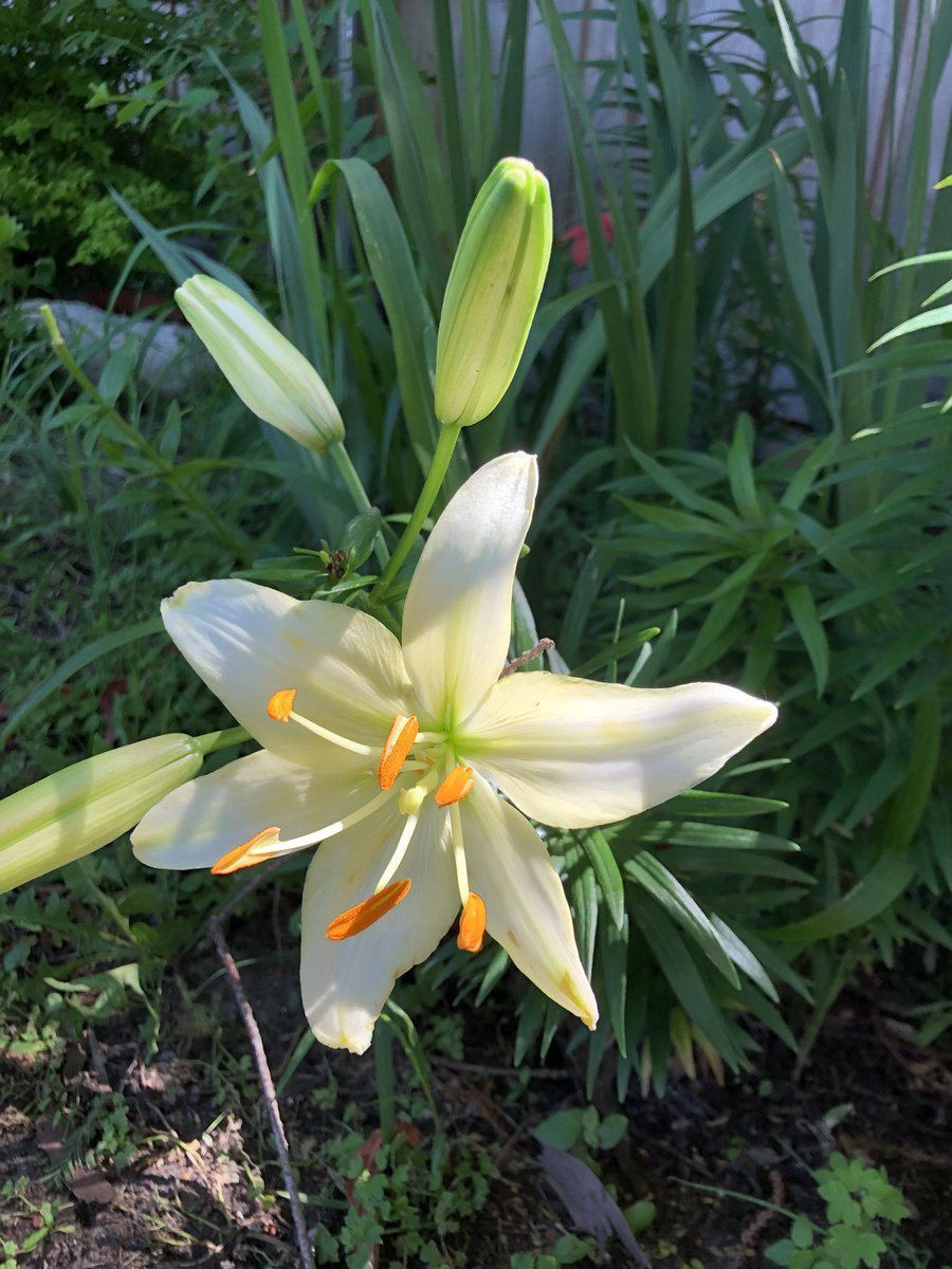 White lily flower