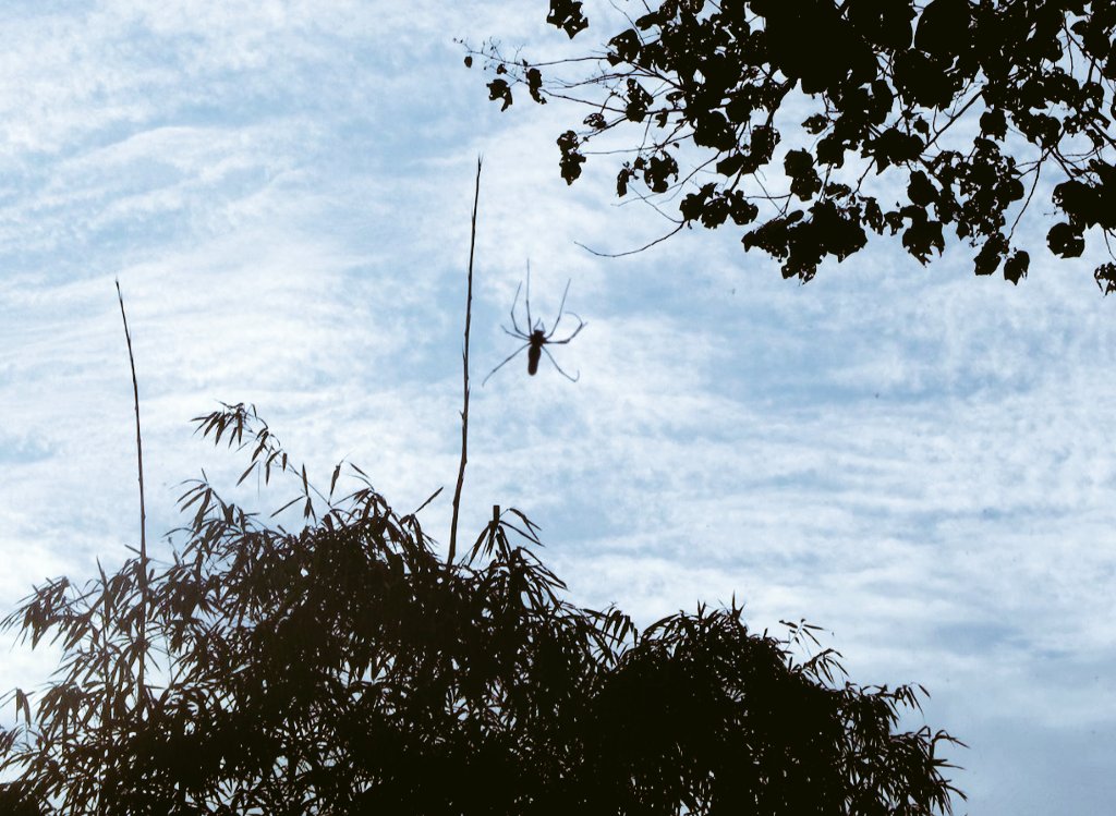 Arachnophobia is the most common phobia. Sometimes, even a picture can induce feelings of panic. And lot of people who aren't phobic as such still avoid spiders if they can.
Old click and not very good, but I don't have any other picture of a spider
#Kanha 
#theme_pic_India_fear