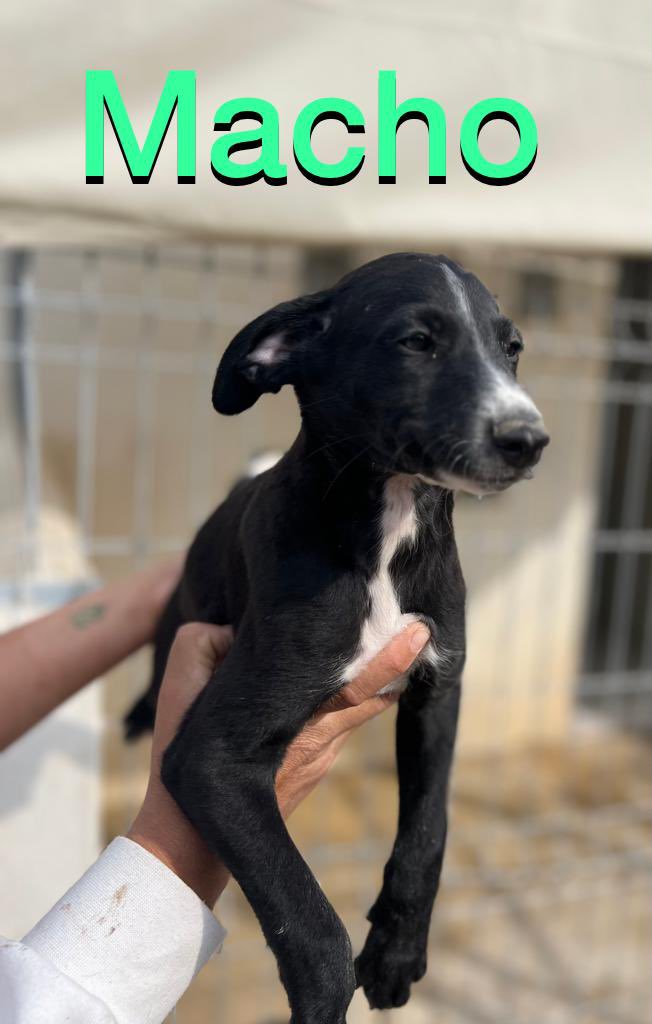 Estos peques buscan familias q les cuiden y quieran tienen dos meses y medio son mix de galgo tf 669066967