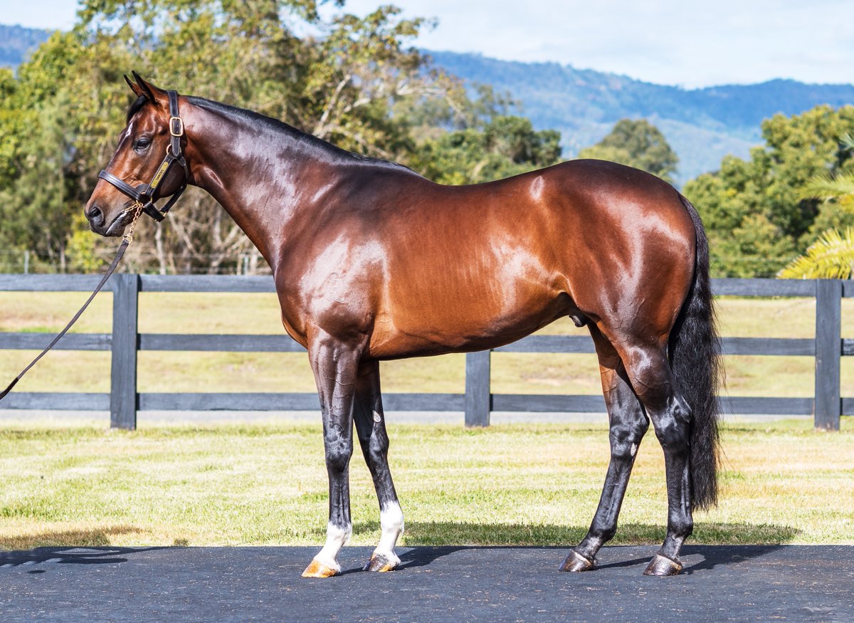 HighviewStud's tweet image. Two winners today for #Santos - he's off to a great start at stud - now 4 winners in his first crop incl. G1 winner #Ulanova. The only son of #IAmInvincible standing in NZ. Great value at $7,500 +GST highview.co.nz/santos/