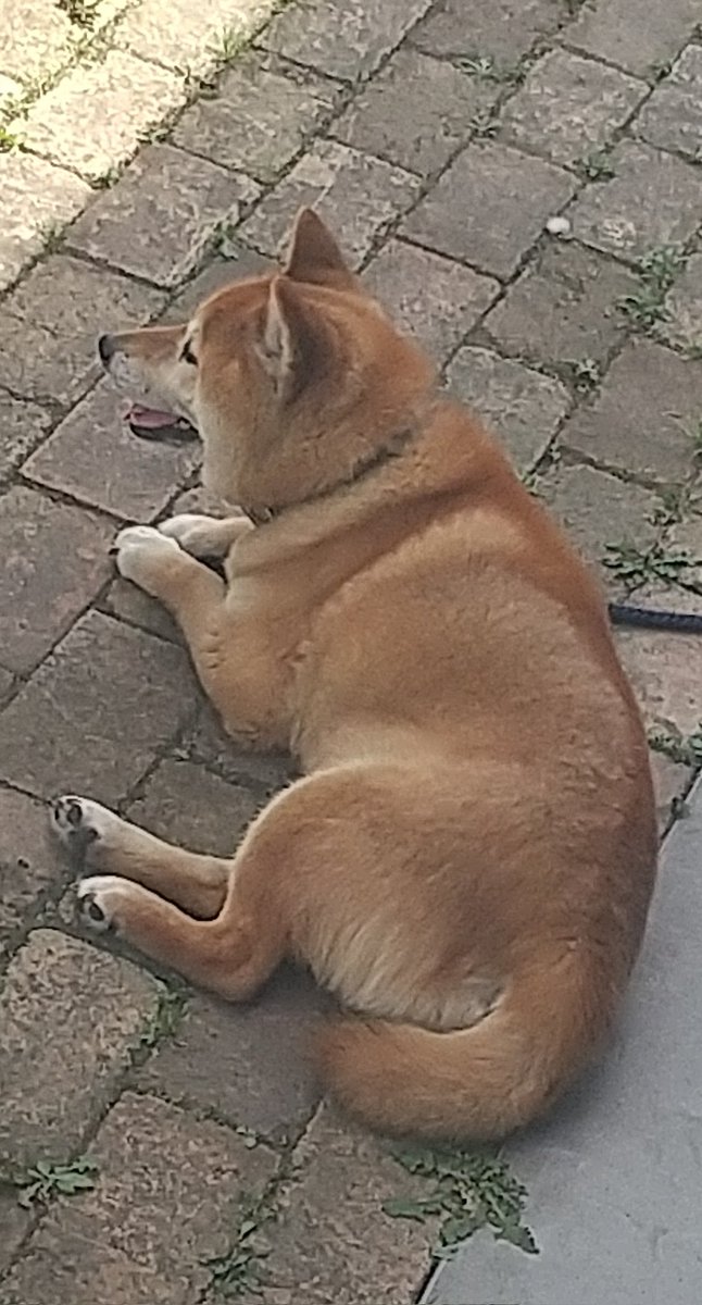 post_kira's tweet photo. 昨日は狂犬病予防接種の為病院へ♪今年も待合室で泣きまくったのでお外で待機(^_^;)1枚目が診察前で2枚目が診察後ですが、やはり2枚目のが落ち着いてますw今年も大ちゃん頑張ったね✨ https://t.co/Es2au7Mz7t