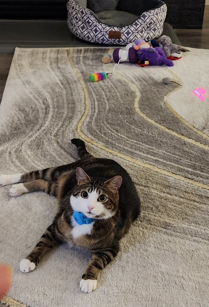 MeowKimchi's tweet photo. Happy #CaturdayEve #CatsofTwittter 

Hope y'all are having a great long weekend 💓
#Cats https://t.co/bkTAAaHaJS