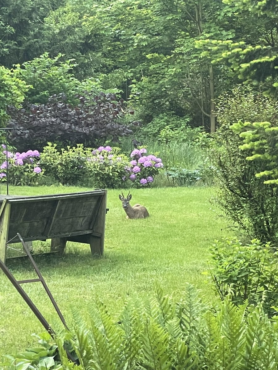 Wakker worden en dan ligt dit in onze tuin. Prachtig. #terapel.