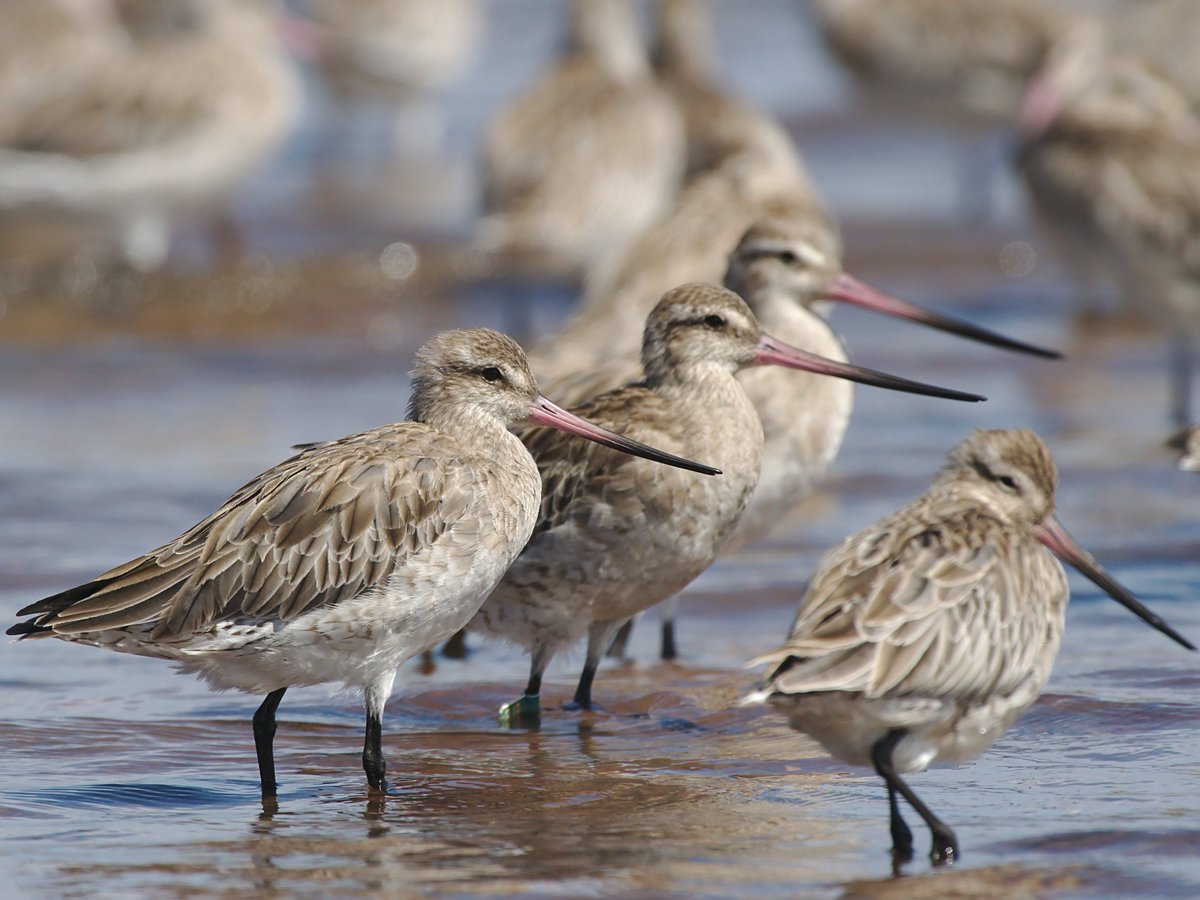 @SandyHorne61 @tanya_plibersek @AlboMP Here are Bar-tailed Godwits. I shot the photo at Oyster Point Park at the southern end of Toondah. There was something like a couple of hundred Godwits.