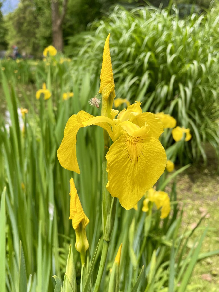 💚💛📱 yellow iris ((iris pseudacorus), yesterday, Hofgarten #Innsbruck , #SundayYellow ⁦@DavidMariposa1⁩