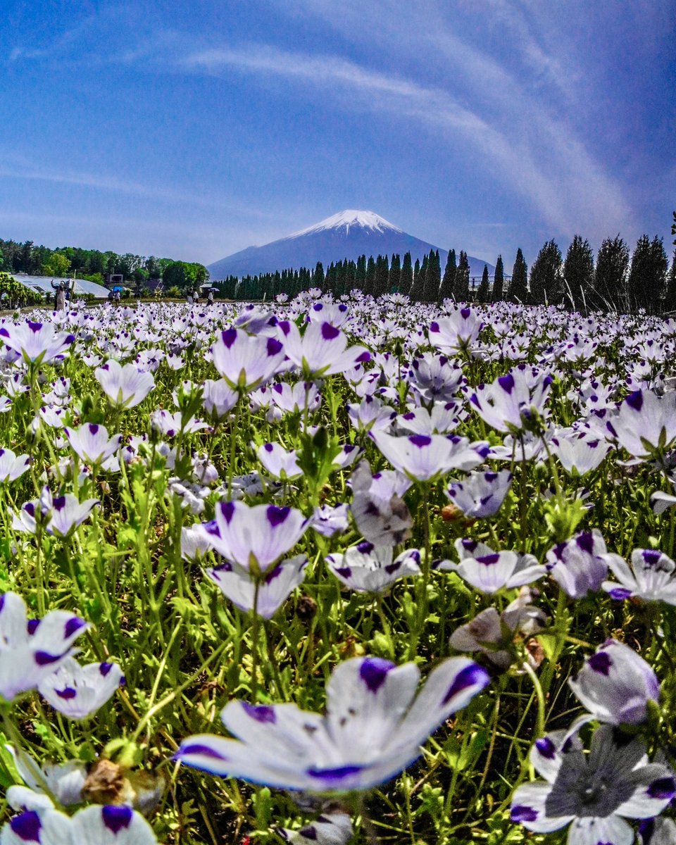 ここでしか見られない景色

#ネモフィラ
#ネモフィラマキュラータ
#富士山
#花の都公園 
#写真好きな人と繋がりたい #写真撮ってる人と繋がりたい #ファインダー越しの私の世界  #キリトリセカイ #だれかにみせたい景色
#tokyocameraclub #東京カメラ部 
#shizuokacameraclub #しずおかカメラ部