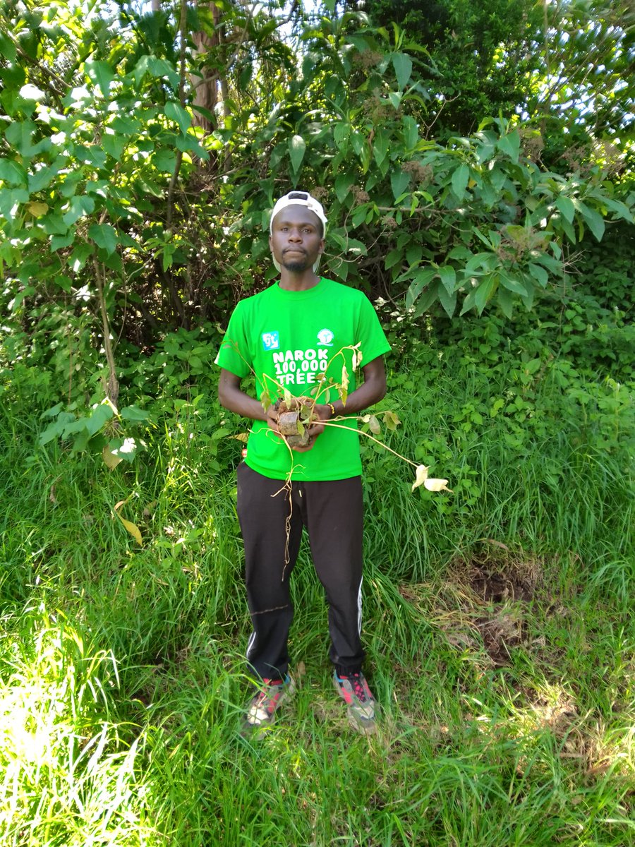 Tree Planting exercise was a Pure Bliss and Success at Narok Mau Forest Chebitet Camp!As REVOLUTIONARY JOINT MOVEMENT we have to Keep ON!KeeP'in ON to ensure the surroundings and our Environment is well conserved! #narok100000trees #jazamiti #15billiontrees #youth4greenactionKe