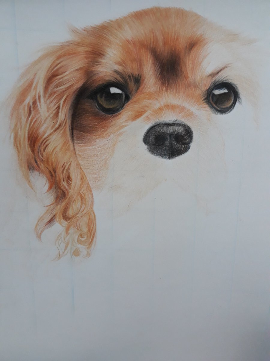 YeonKArt's tweet photo. Open for direct commission. DM me. #dogsoftwitter #dogsontwitter #pet https://t.co/j8PtLHMVfe