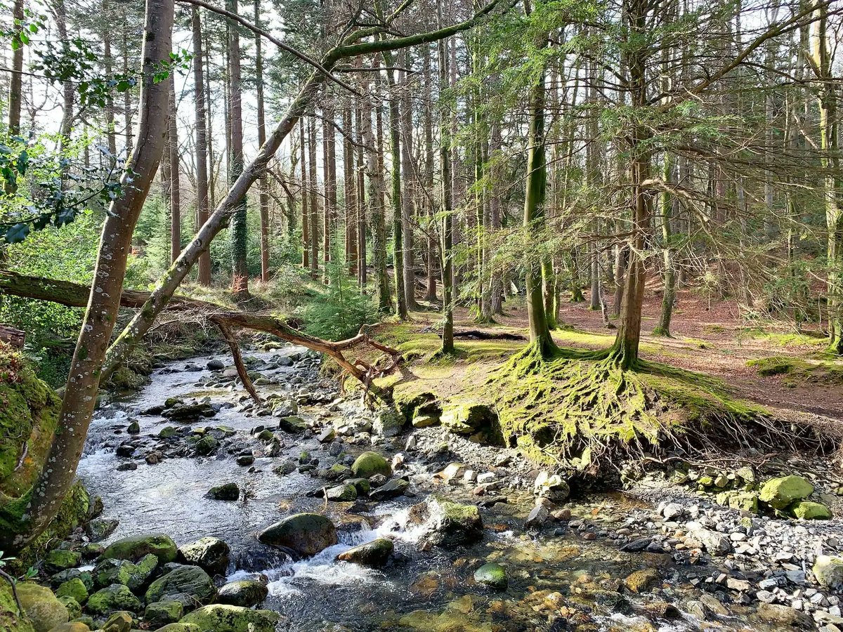 Tollymore Forest Park. Northern Ireland. NMP.