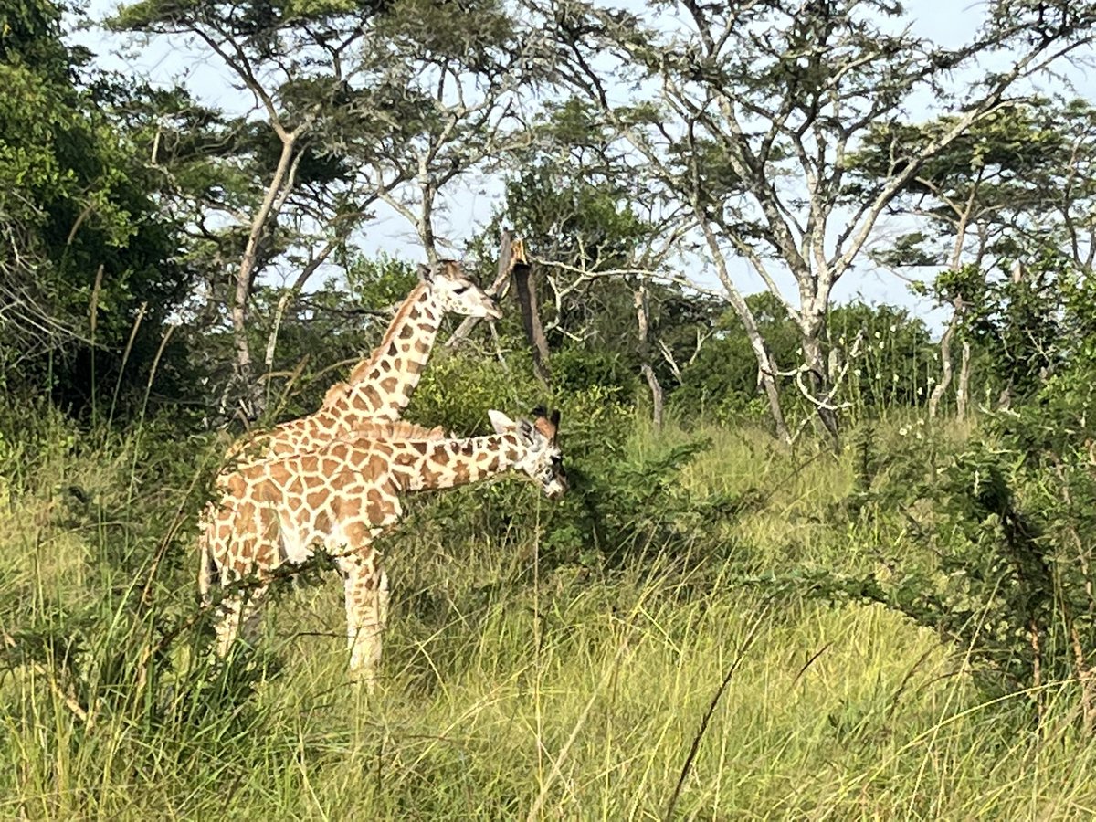taraturk1's tweet photo. Walking with rare Rothschild’s giraffes 🦒 in Lake Mburo National Park yesterday. #Uganda 😍🇺🇬 https://t.co/43SkIoQItN