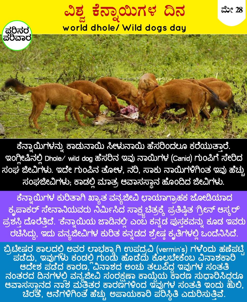 #WorldDholeDay #wilddog  #ಕೆನ್ನಾಯಿ