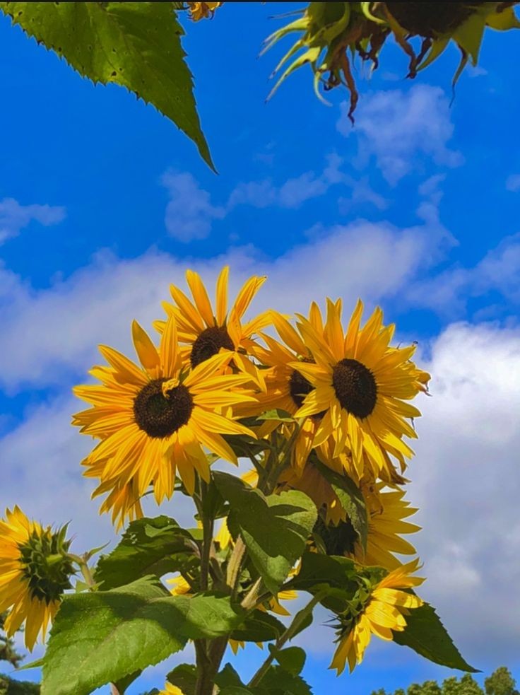sunflower vibing 🌻💛