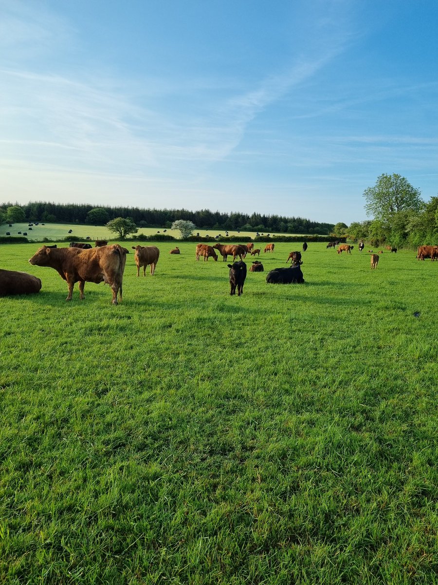 johncrimes's tweet image. Busy days, to feed this over the winter. #silage23, #stabiliser, @StabiliserBeef