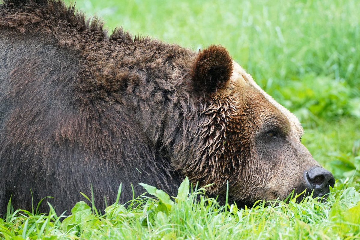 うつ伏せになって、のんびり~。 
初夏の草の匂いを嗅ぎながら ☺️ 

#ヒグマ #brownbear 
#富士サファリパーク
fujisafari.co.jp/?utm_source=tw…