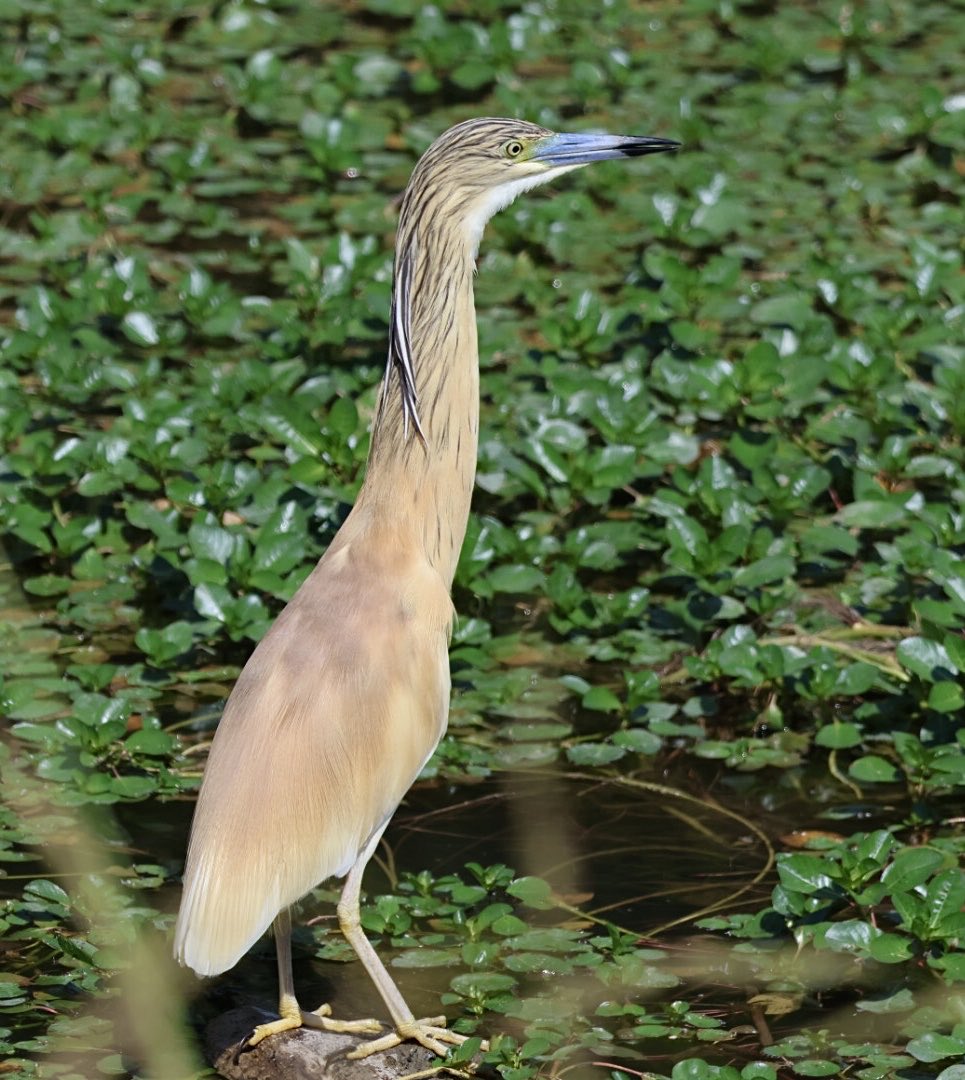 The end of a superb week in the #Camargue with ⁦@naturetrektours⁩. The wetlands teemed with 9 species of herons and egrets, including this Squacco Heron. Other highlights: Short-toed Eagle, Montagu’s Harrier, Little Bustard, Gull-billed Tern, Eagle Owl, Blue Rock Thrush