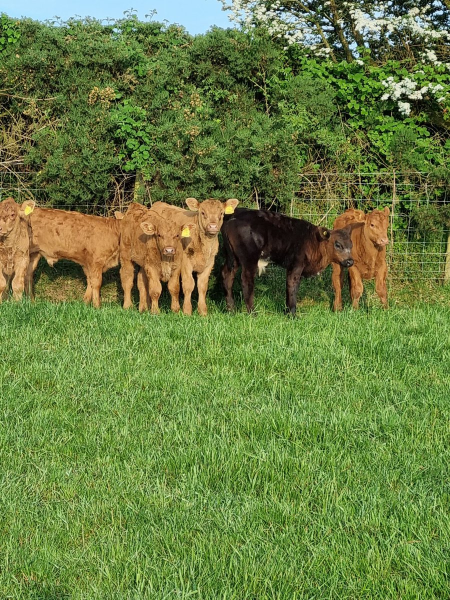 johncrimes's tweet image. Busy days, to feed this over the winter. #silage23, #stabiliser, @StabiliserBeef