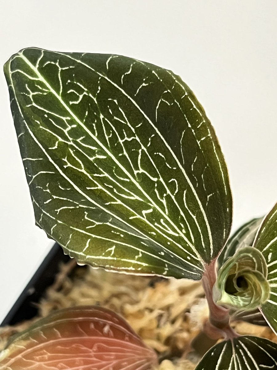 Tetsuya_fuku's tweet photo. Anoectochilus roxburghii
匍匐した茎に水ゴケを抱かせるとよく発根します。カットして植え付け、下部はそのままにして出芽を待ちます。
#anoectochilus
#anoectochilusroxburghii
#アネクトキルス
#アネクトキルスロクスバーギー
#jewelorchid
#ジュエルオーキッド
#洋蘭
#ご蘭なさい https://t.co/2S1ueCLR0O