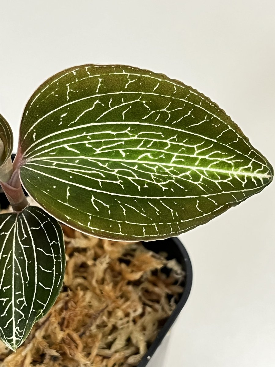 Tetsuya_fuku's tweet photo. Anoectochilus roxburghii
匍匐した茎に水ゴケを抱かせるとよく発根します。カットして植え付け、下部はそのままにして出芽を待ちます。
#anoectochilus
#anoectochilusroxburghii
#アネクトキルス
#アネクトキルスロクスバーギー
#jewelorchid
#ジュエルオーキッド
#洋蘭
#ご蘭なさい https://t.co/2S1ueCLR0O