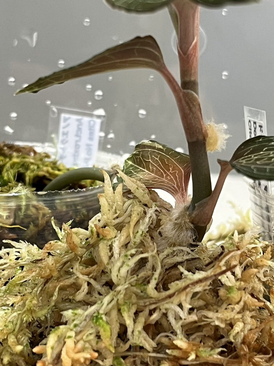 Tetsuya_fuku's tweet photo. Anoectochilus roxburghii
匍匐した茎に水ゴケを抱かせるとよく発根します。カットして植え付け、下部はそのままにして出芽を待ちます。
#anoectochilus
#anoectochilusroxburghii
#アネクトキルス
#アネクトキルスロクスバーギー
#jewelorchid
#ジュエルオーキッド
#洋蘭
#ご蘭なさい https://t.co/2S1ueCLR0O