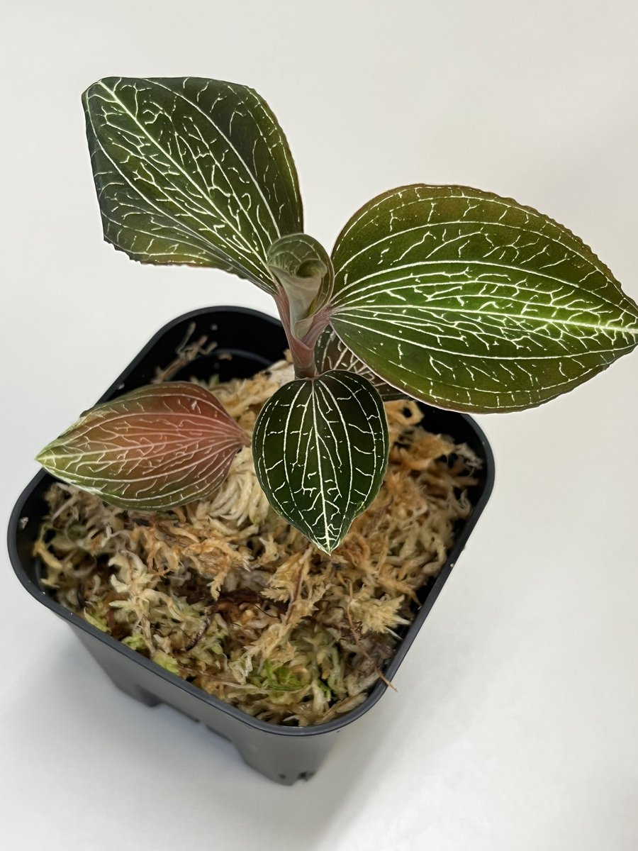Tetsuya_fuku's tweet photo. Anoectochilus roxburghii
匍匐した茎に水ゴケを抱かせるとよく発根します。カットして植え付け、下部はそのままにして出芽を待ちます。
#anoectochilus
#anoectochilusroxburghii
#アネクトキルス
#アネクトキルスロクスバーギー
#jewelorchid
#ジュエルオーキッド
#洋蘭
#ご蘭なさい https://t.co/2S1ueCLR0O