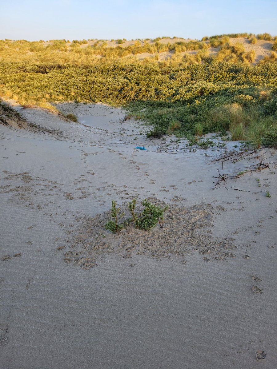 Spelende jonge vossen! Duinen 's-Gravenzande <a href="/ZHLandschap/">Zuid-Hollands Landschap</a>