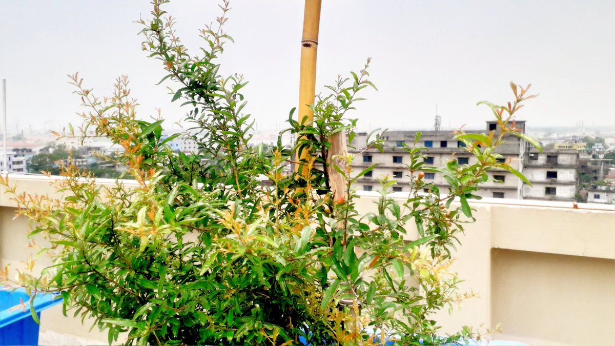 ABDULAH44460588's tweet image. #anar #fruit #tobring