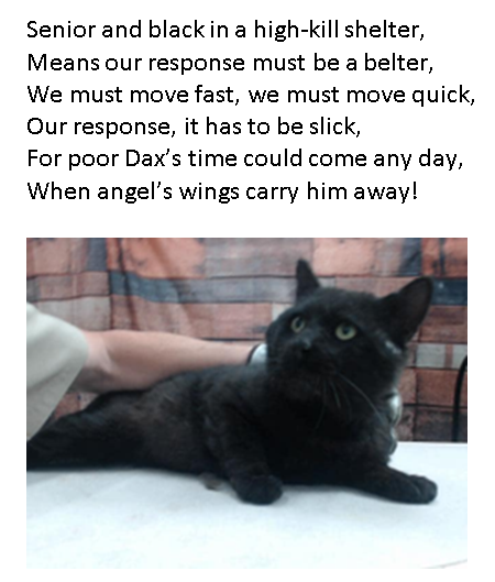 🆘#URGENT TBD ANY DAY ID #A779928🆘

#Devore #SanBernardinoCA #Cats #AdoptDontShop #Rescue #pledge2savealife #CatsOfTwitter #CatsOnTwitter #pledge #Adopt #Foster #Anipals #BlackCat