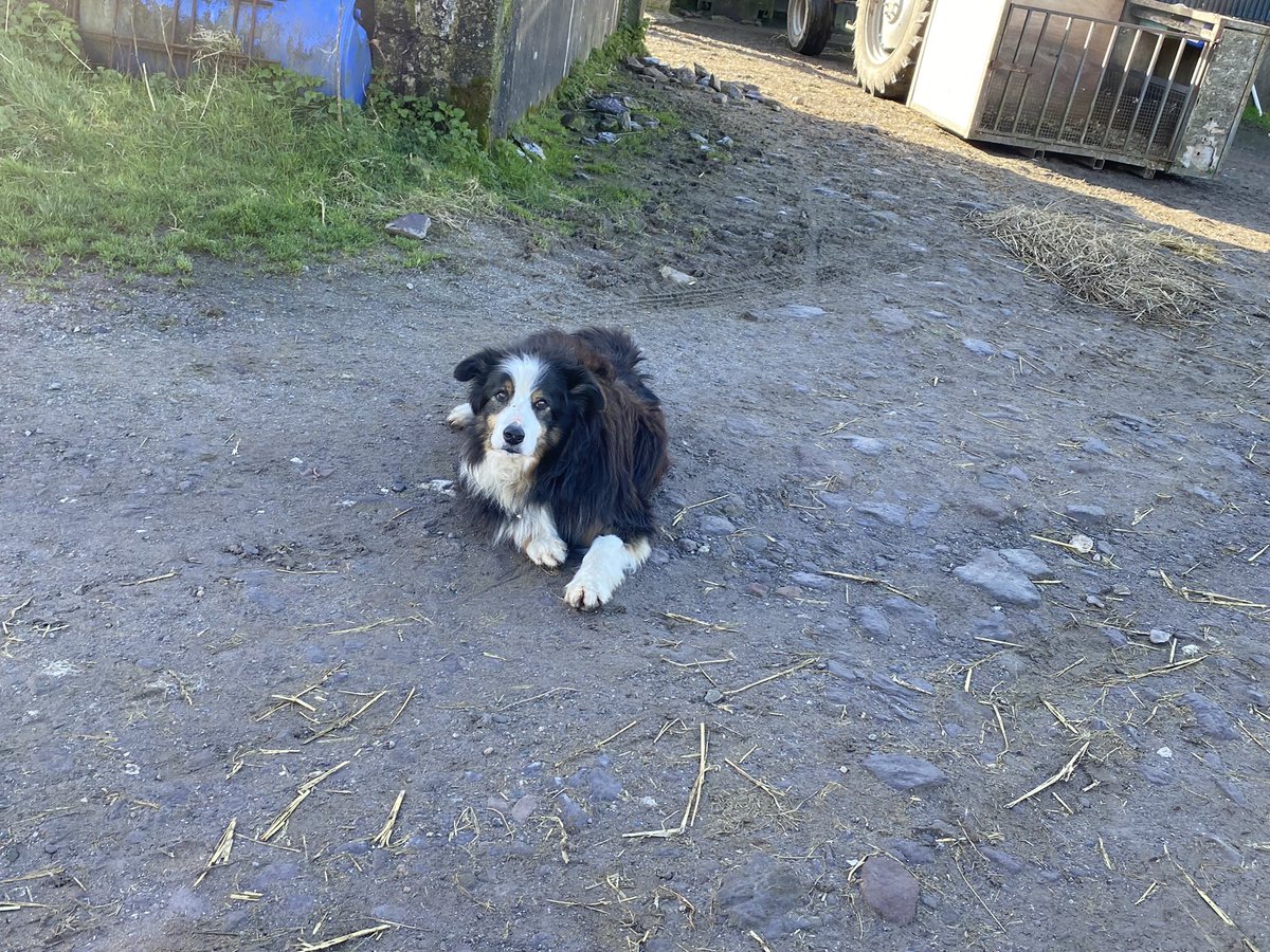 fimalone1 tweet media