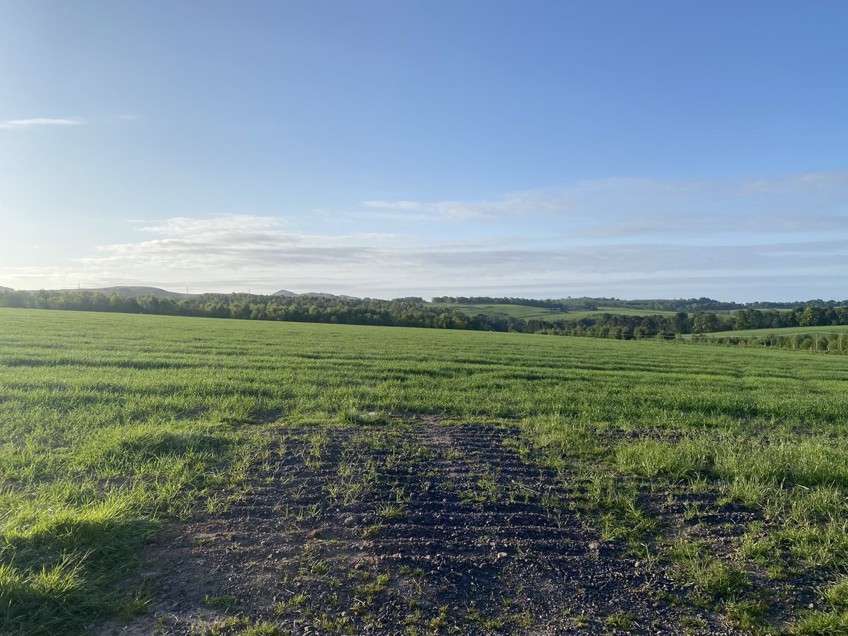 This morning’s walk took us around the golf course and then up to Dykedale. #Dunblane